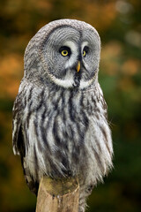 great gray owl
