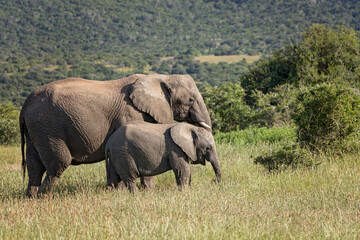 Naklejka na ściany i meble elephant with baby in South Africa
