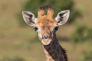 baby giraffe in South Africa