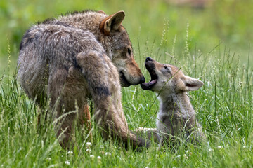 Naklejka na ściany i meble european gray wolf pup with mom