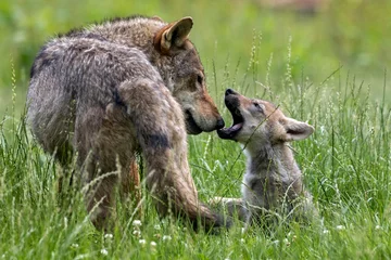 Fotobehang european gray wolf pup with mom © fotografie4you.eu