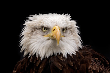 majestic bald american eagle