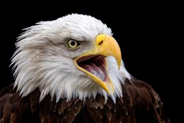 Muurstickers bald american eagle screaming © fotografie4you.eu