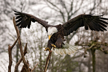 bald american eagle landing