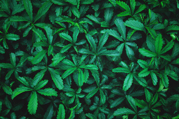 Naklejka na ściany i meble A top view of green tropical darkened leaves background