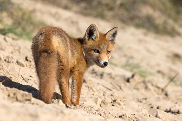red baby fox