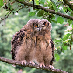 two young eurasian eagle-owls