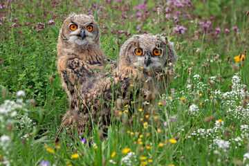 two young eurasian eagle-owls in the flowers