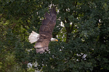 Fototapeta premium american eagle flying
