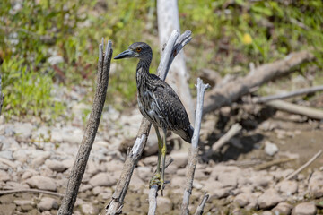 The yellow-crowned night heron (Nyctanassa violacea), young bird.