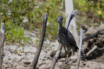 The yellow-crowned night heron (Nyctanassa violacea), young bird.