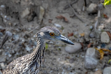 The yellow-crowned night heron (Nyctanassa violacea), young bird.