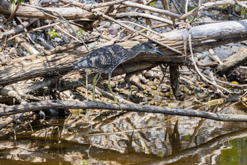 The yellow-crowned night heron (Nyctanassa violacea), young bird.