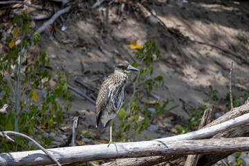 The yellow-crowned night heron (Nyctanassa violacea), young bird.