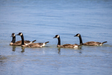 The flock of Canada geese (Branta canadensis)  on the lake
