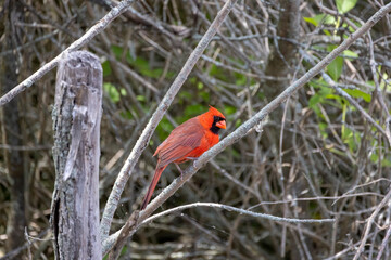 The northern cardinal (Cardinalis cardinalis) 
