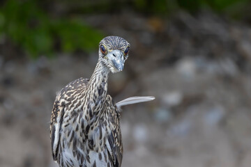 The yellow-crowned night heron (Nyctanassa violacea), young bird.