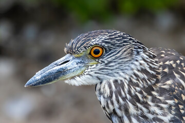 The yellow-crowned night heron (Nyctanassa violacea), young bird.