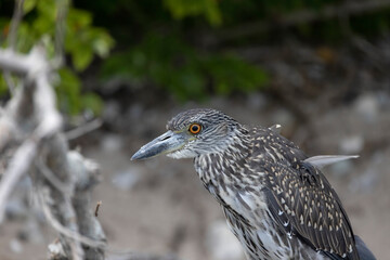 The yellow-crowned night heron (Nyctanassa violacea), young bird.