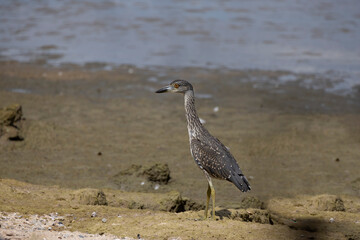 The yellow-crowned night heron (Nyctanassa violacea), young bird.