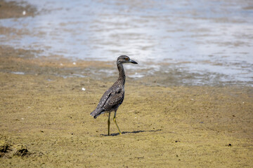 The yellow-crowned night heron (Nyctanassa violacea), young bird.