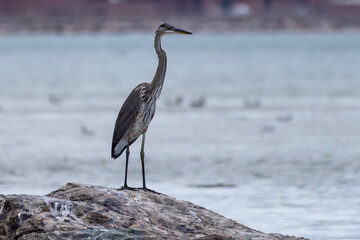 Great Blue Heron (Ardea herodias)  is the largest American heron hunting small fish, insect, rodents, reptiles, small mammals, birds and especially ducklings.