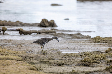 The yellow-crowned night heron (Nyctanassa violacea), young bird.