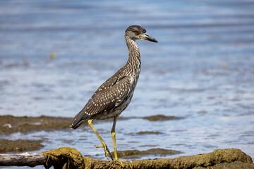 The yellow-crowned night heron (Nyctanassa violacea), young bird.