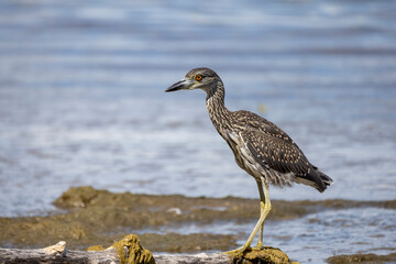 The yellow-crowned night heron (Nyctanassa violacea), young bird.