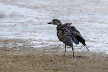 The yellow-crowned night heron (Nyctanassa violacea), young bird.