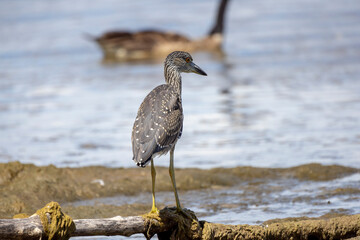 The yellow-crowned night heron (Nyctanassa violacea), young bird.