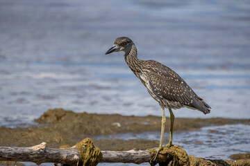 The yellow-crowned night heron (Nyctanassa violacea), young bird.