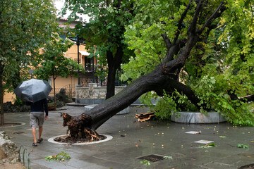 Man with umbrella walks next to a tree felled by a tornado in Carrara, Tuscany.