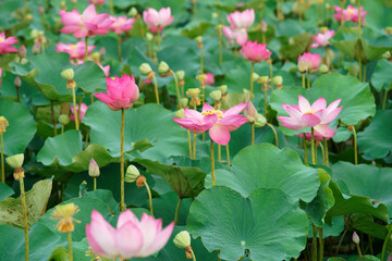Obraz na płótnie Canvas lotus flower in pond