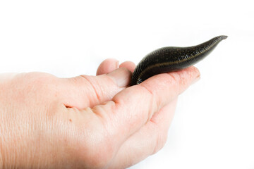 Leech in hand on laboratory. Medical leeches for hirudo therapy