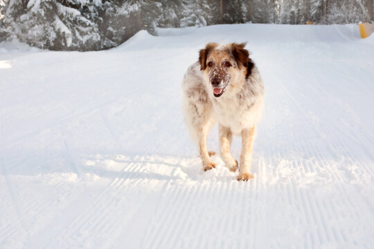 Dog snow portrait, winter forest background