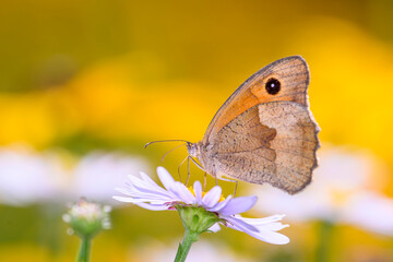 Meadow Brown butterfly - Maniola jurtina resting on resting on marguerite