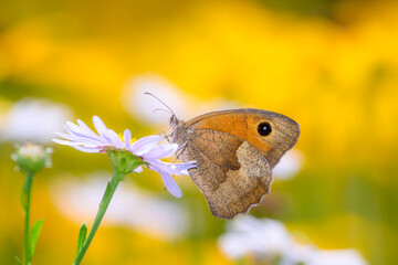 Fototapeta premium Meadow Brown butterfly - Maniola jurtina resting on resting on marguerite