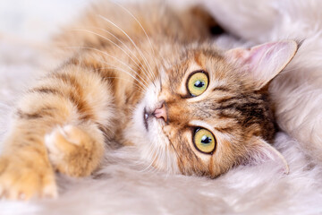 Red long haired tabby cat
