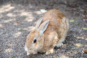 ウサギの島　大久野島の野生のアナウサギへの餌やり　広島県竹原市忠海町　Feeding a wild rabbit inhabiting Okunoshima island, famous for Rabbit Island, in Tadanoumi-town, Takehara-city, Hiroshima pref. Japan