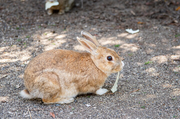 ウサギの島　大久野島の野生のアナウサギへの餌やり　広島県竹原市忠海町　Feeding a wild rabbit inhabiting Okunoshima island, famous for Rabbit Island, in Tadanoumi-town, Takehara-city, Hiroshima pref. Japan