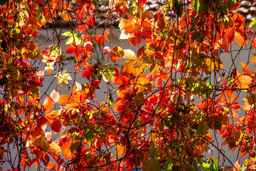 Autumn colors: leaves of Parthenocissus tricuspidata