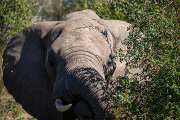 African elephant eating in the African savannah of South Africa, this herbivore is the largest on earth and lives the African wildlife, being the star of safaris and one of the five big ones in Africa