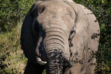 African elephant in the African savannah of South Africa this herbivore is the largest on earth and lives the African wildlife, being one of the stars of safaris and one of the five big ones in Africa