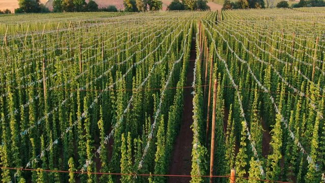 Aerial fly over hop farm during morning sunrise
