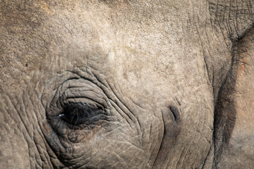 Obraz premium Eye of an African elephant enjoying the African savannah of South Africa, this mammal is the biggest on earth and one of the five big ones in Africa.