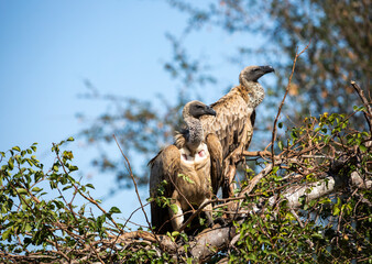 Pair of African white-backed vultures (Gyps africanus) resting in a tree in the African savanna of South Africa. These birds are carnivorous and scavengers that are attentive to the victims.
