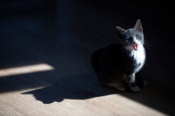 Cute kitten grey and white