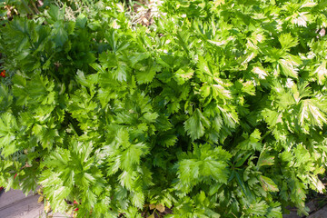 Garden in the yard with a greenhouse for growing vegetables