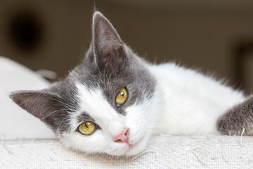 Cute cat in gray white color